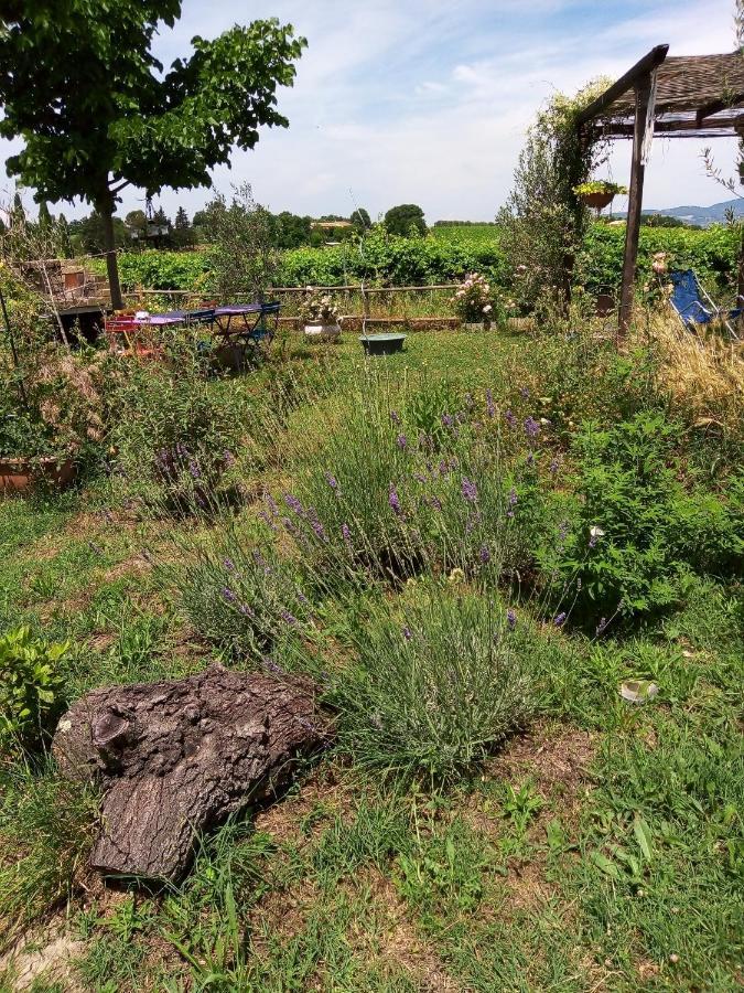 B&B La Gallinella Rossa Baschi ภายนอก รูปภาพ