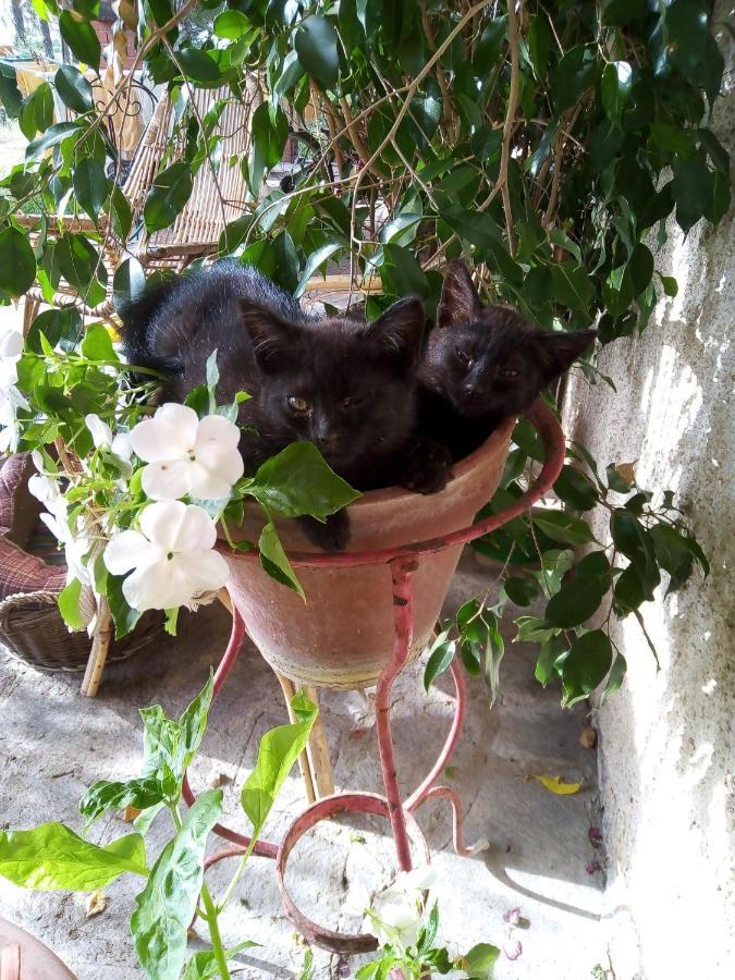 B&B La Gallinella Rossa Baschi ภายนอก รูปภาพ